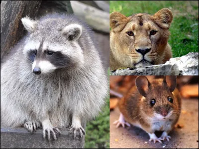 Choisis ton compagnon :