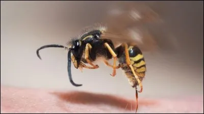 Une piq&ucirc;re de gu&ecirc;pe est plus intense qu'une piq&ucirc;re de frelon.