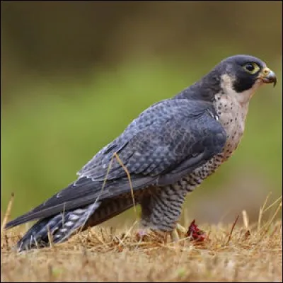 Le faucon p&egrave;lerin est l'oiseau le plus rapide au monde.