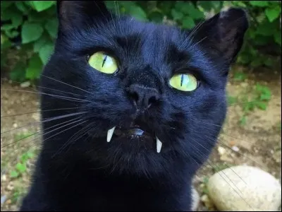 Comment est la queue d'un chat qui est énervé ?