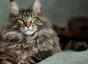 Quiz Questions pour des super champions