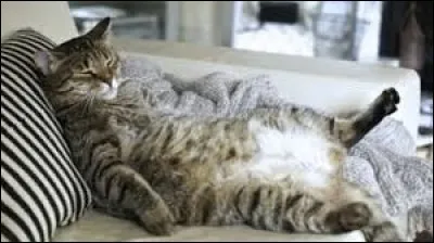 En moyenne quelle est la durée de vie d'un chat ?