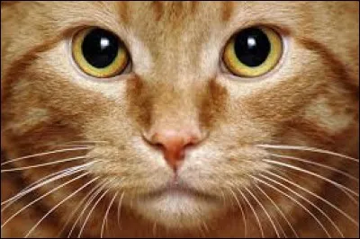 Combien de fois le chat voit-il plus clair que l'homme dans le noir ?