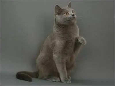 Quelle race de chats est originaire de France ?