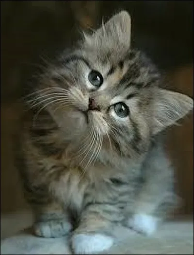 Quel est le chat le plus célèbre ?