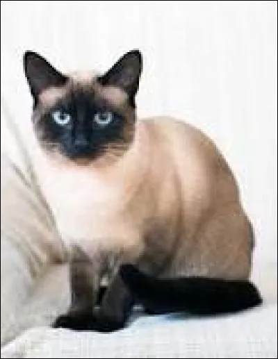 Quelle race de chat tient le rôle principal dans le film "L'Espion aux pattes de velours" en 1965 ?