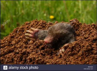 De quoi a peur un taphophobe ?