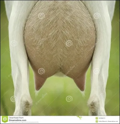 La céphalalgie est un mal...