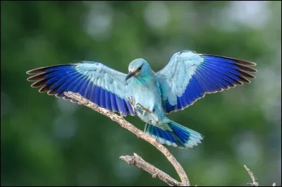 Quel est le nom de cet oiseau bleu ?
