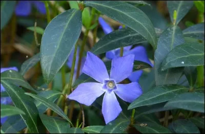 Quel est le nom de cette fleur bleue ?