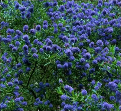 Quel est le nom de cet arbuste aux fleurs bleues ?