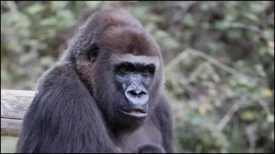 Voici un grand singe très facile à repérer, lequel est-ce ?