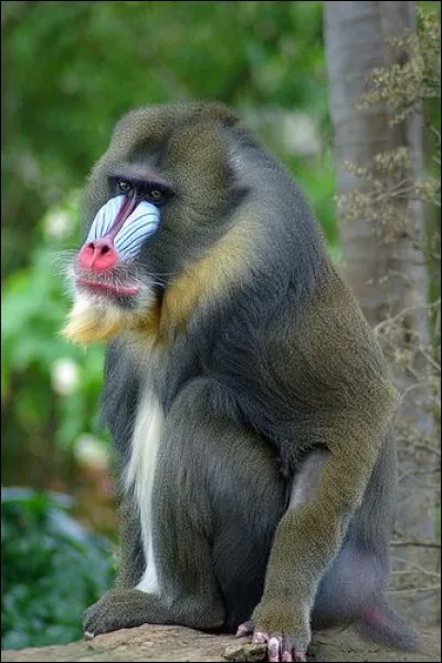 Quel est ce singe à la peau bleutée et au nez rose vif ?