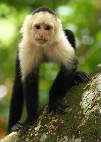 Quelle race apercevons-nous ici, le singe est noir aux colorations blanches sur le haut du corps ?