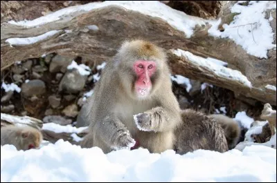 Quel est le nom de ce singe à l'épaisse fourrure qui lui permet de résister au froid et à la neige ?