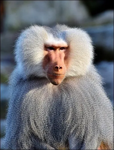 Quelle est la race du singe plutôt connu que nous apercevons ici ?