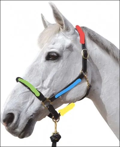 Le nom de la partie du licol doit correspondre à la couleur présente sur l'image, cochez donc la proposition correcte.