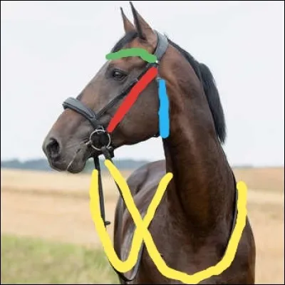 Le nom de la partie du filet doit correspondre a la couleur de l'image. Cochez la seule réponse juste