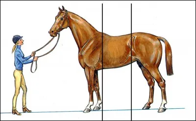 Quelles sont les trois parties du cheval ?