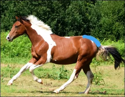 Comment s'appelle la partie bleue ?