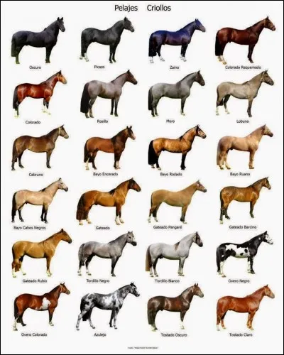 Les trois robes de base sont :