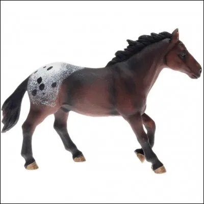 Quelle est cette race ?