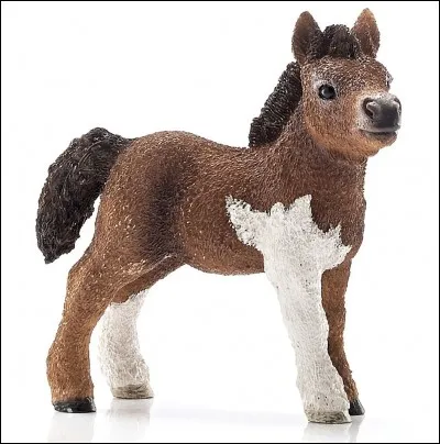 Quelle est cette race ?