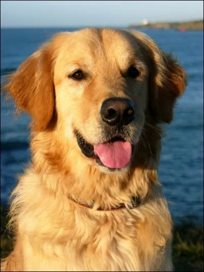 La vie d'un chien dure environ ...