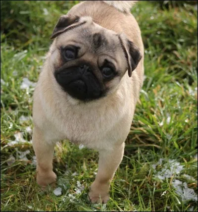 Quelle est la race de ce chien ?