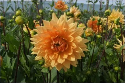 La fleur que nous apercevons ici est un dahlia.