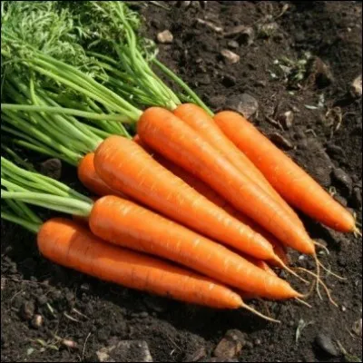 Dans un dictionnaire, le mot "carotte" se situe entre le mot "carnage" et le mot "carte".