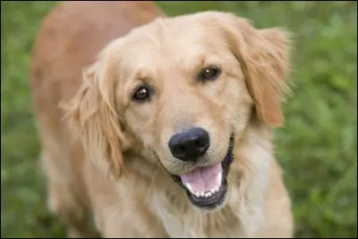 Quelle est la race de ce chien ?