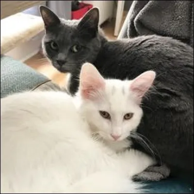 Quels sont les noms de ses 2 chats ?