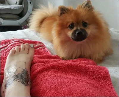 Quel est son animal préféré ?