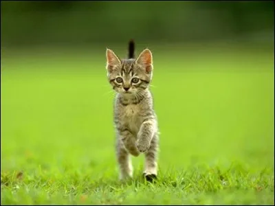 Es-tu une femelle ou un mâle ?