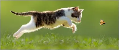 Et enfin, tu préfères...