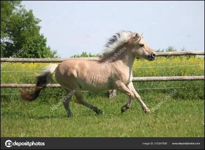 Quelle est la race de ce cheval ?
