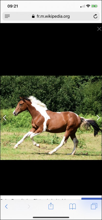 De quelle couleur (robe) est ce cheval ?