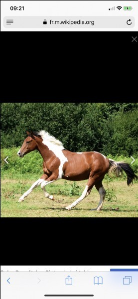Quiz Chevaux