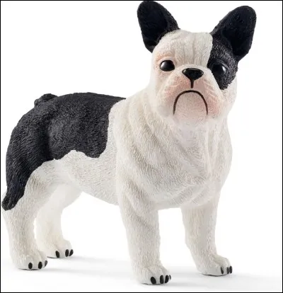 Quelle est cette race ?