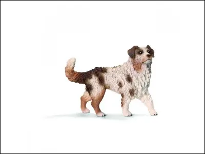 Quelle est cette race ?