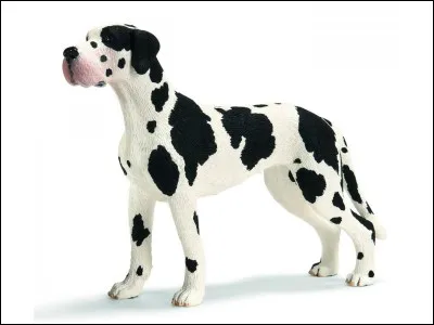 Quelle est cette race ?