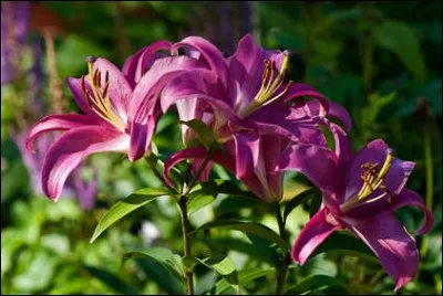 Victime de la réaction, c'est l'...