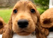 Test Quel chien es-tu ?