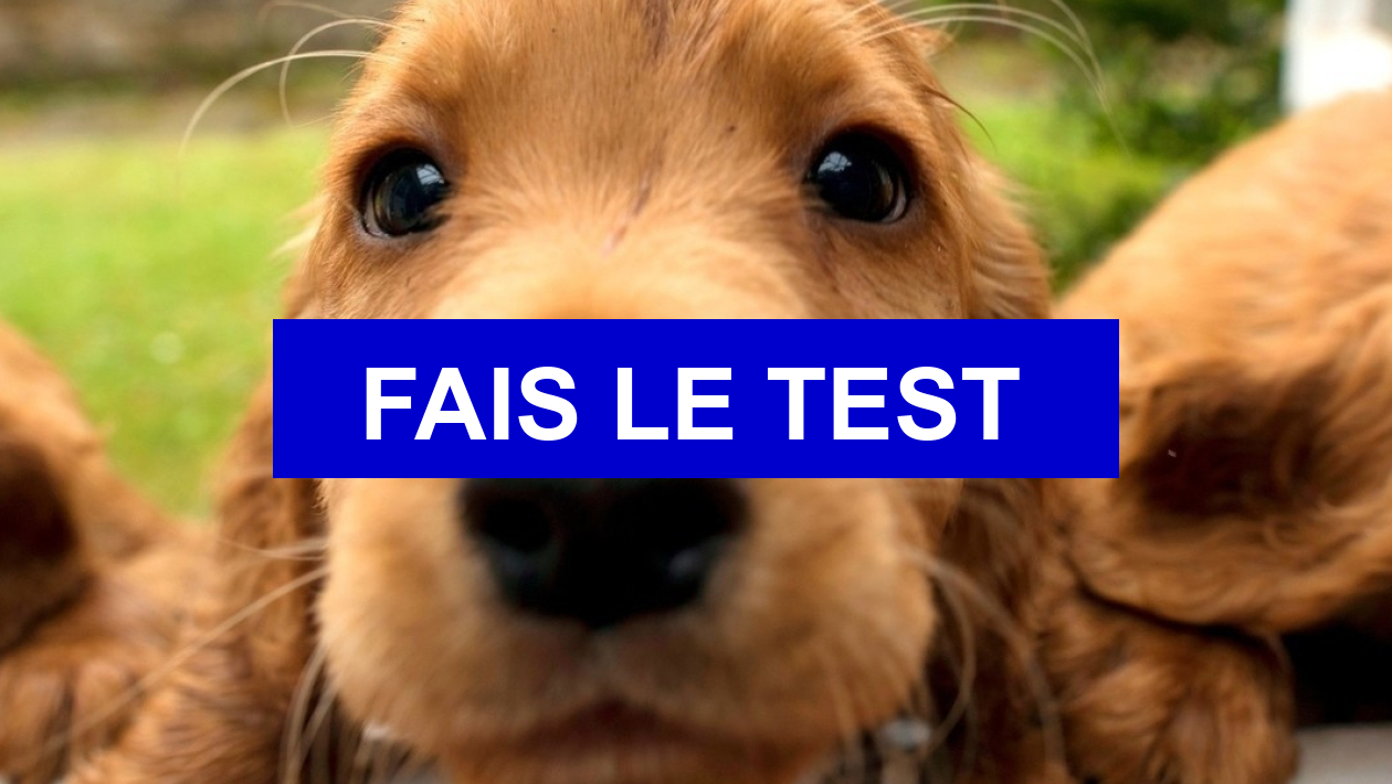 Test de personnalité Quel chien estu