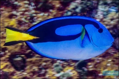 Quel est ce poisson ?