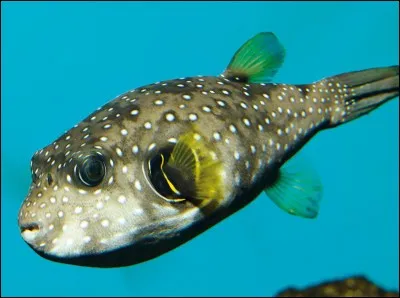 Quel est ce poisson ?