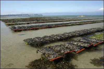 Par quel mot désigne-t-on l'élevage des huîtres ?