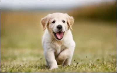 Qui a collaboré avec Luis Bunuel pour le film "Un Chien andalou" ?