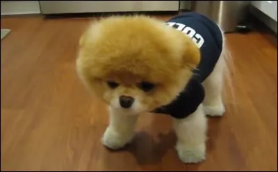 À qui doit-on le roman "Le Chien jaune" ?